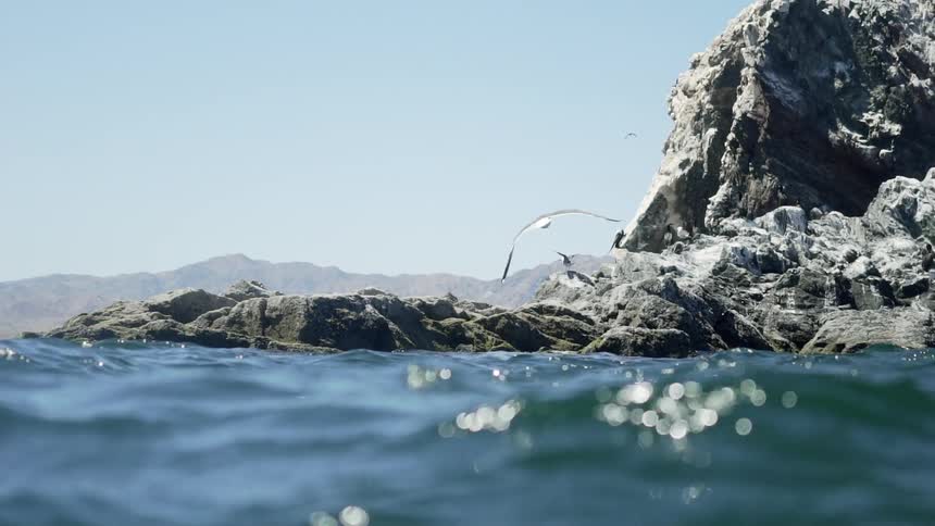 Seagulls fly over ocean waves near the coast
