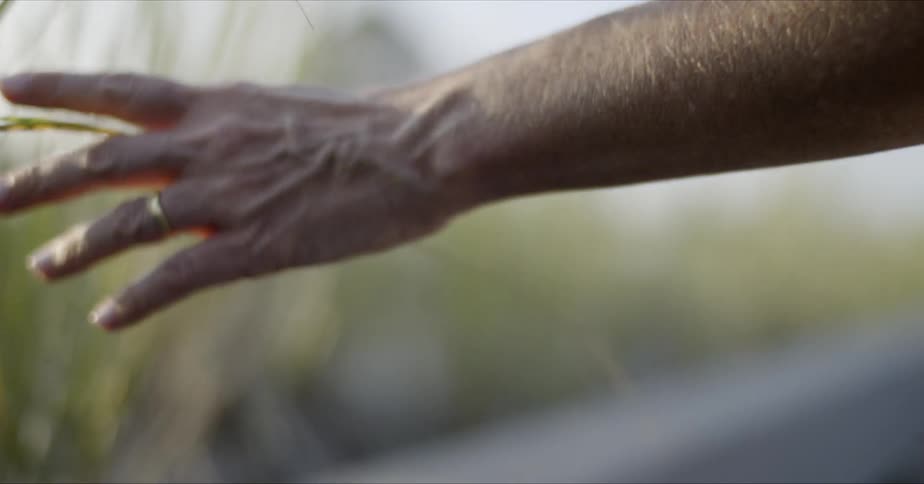 A person reaches out and touches plants as they walk by on a sunny day