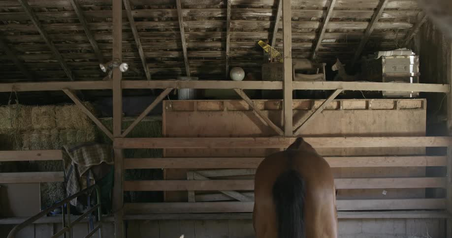 A horse stands in a barn facing a wall