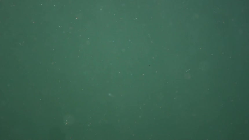 Small particles move through green water
