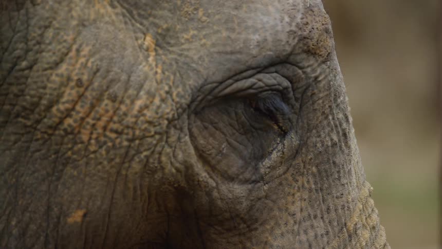 An elephant chews and blinks