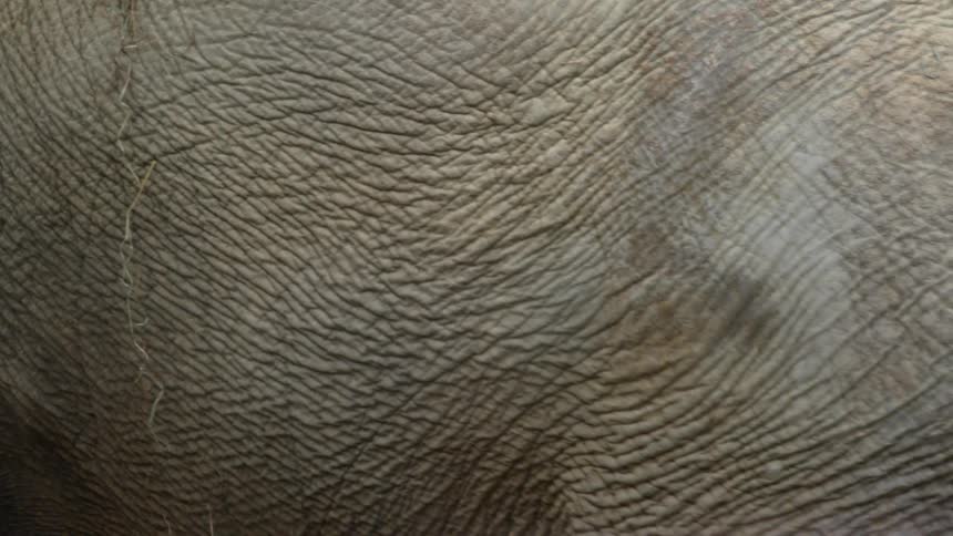 An elephant walking across a desolate area