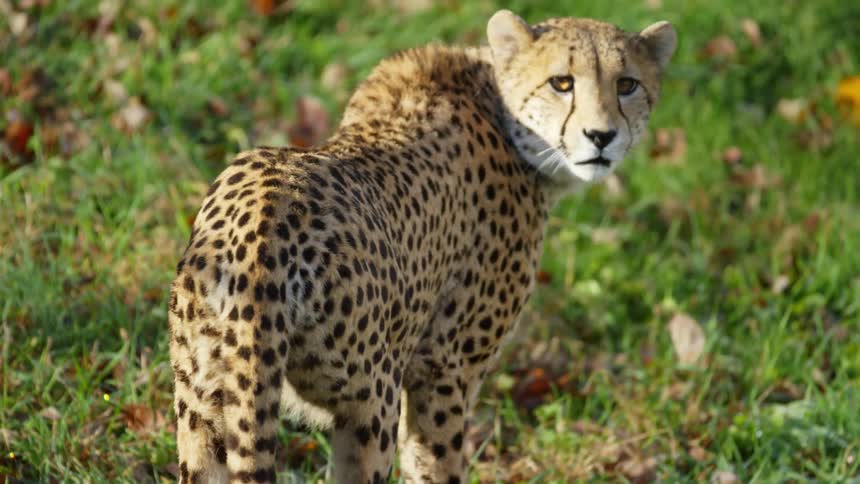 A cheetah looking around it's area