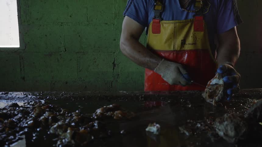 A man is separating clams on the bench