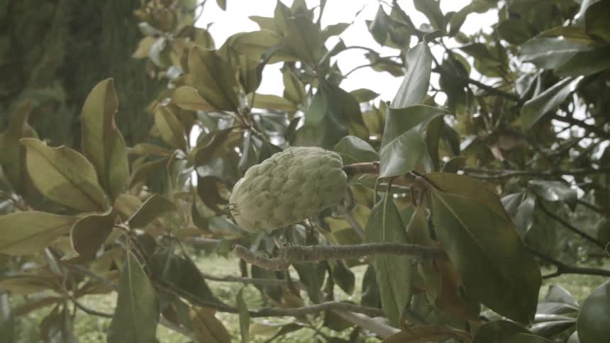 A plant buds in spring