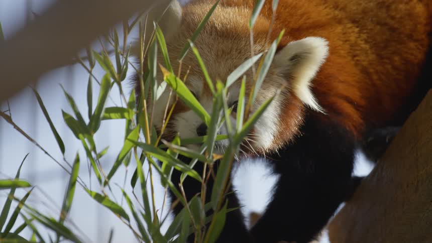 Red Panda looks around