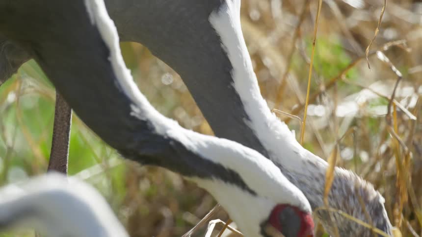 Two birds are eating grass outdoors