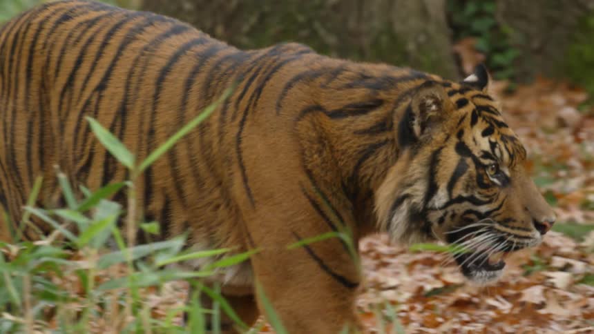 A tiger is walking outdoors in a wooded area