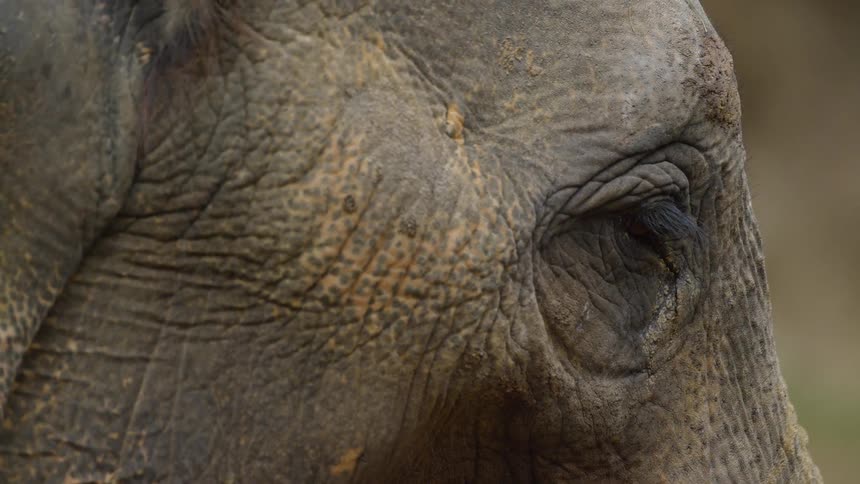 An elephant stands on the field