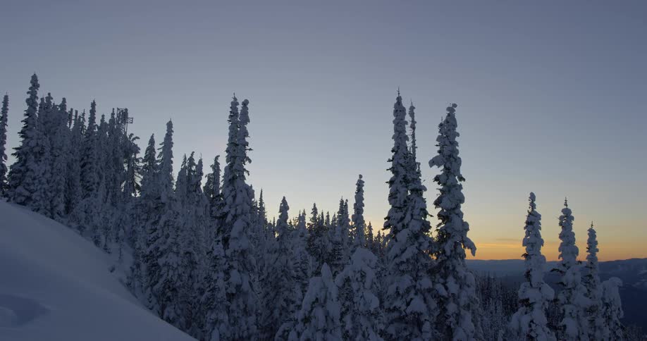 Snow covered pine trees in a forest at sunset