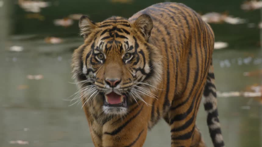 A tiger bears its teeth