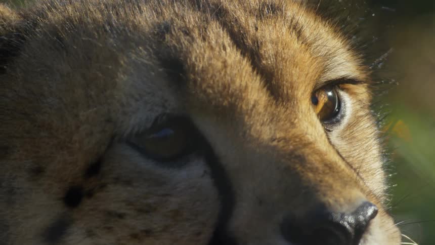 Cheetah looks around