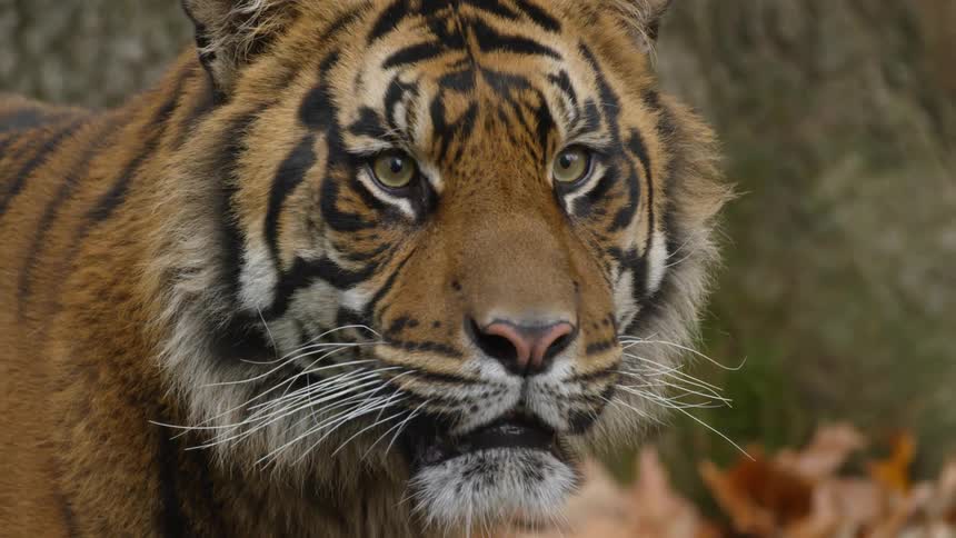 A tiger staring at something intensely
