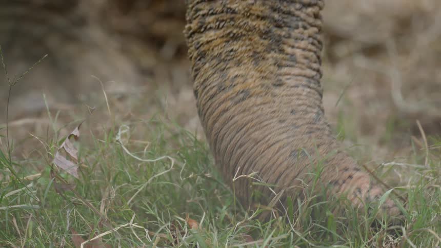 An elephant is in the grass outdoors