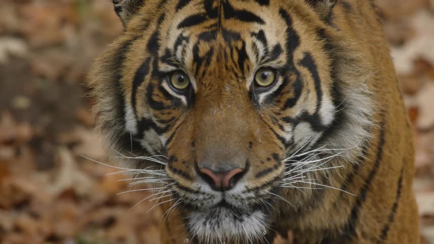 Animals In Zoo