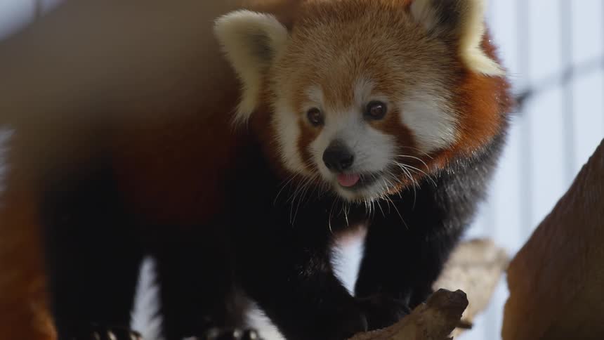 Red Panda