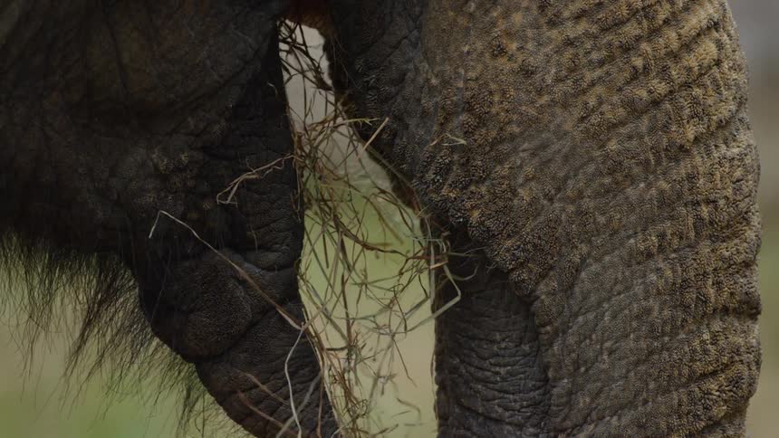 Animals In Zoo