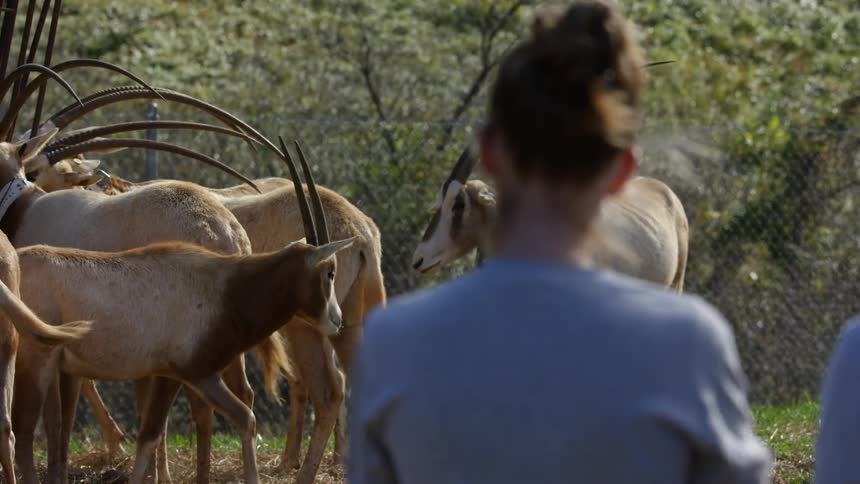 A woman stands in a fenced area and watches horned antelope