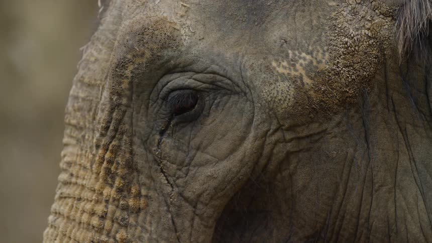 Animals In Zoo