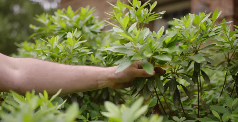 Landscaper