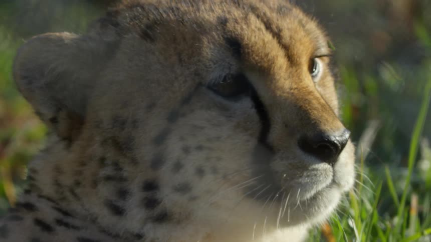 A cheetah is outside in the daylight