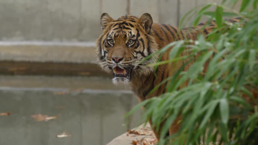 Animals In Zoo