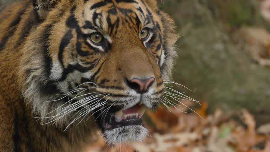 A tiger panting and staring off screen