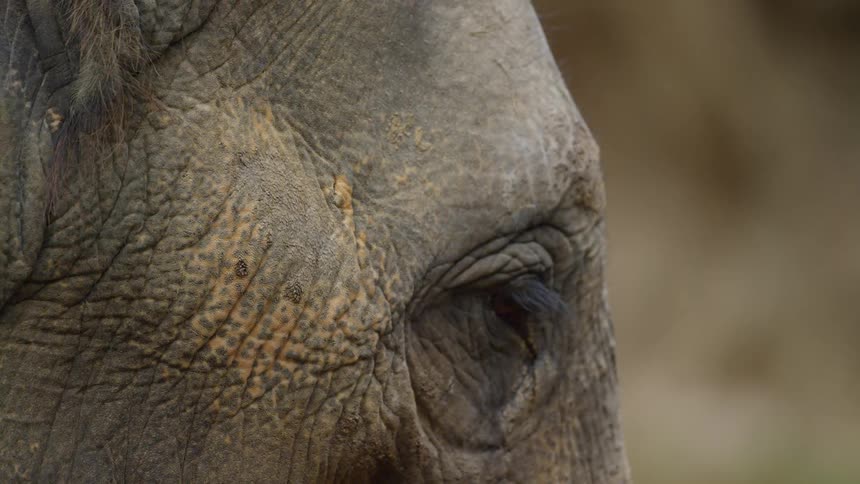 Elephant flapping its ear while turning its head