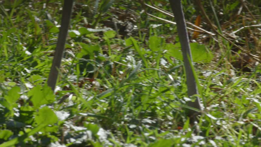 An animal is walking in the grass