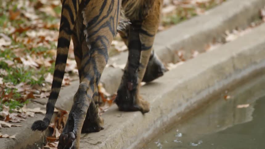 A wet tiger walks on a concrete ledge