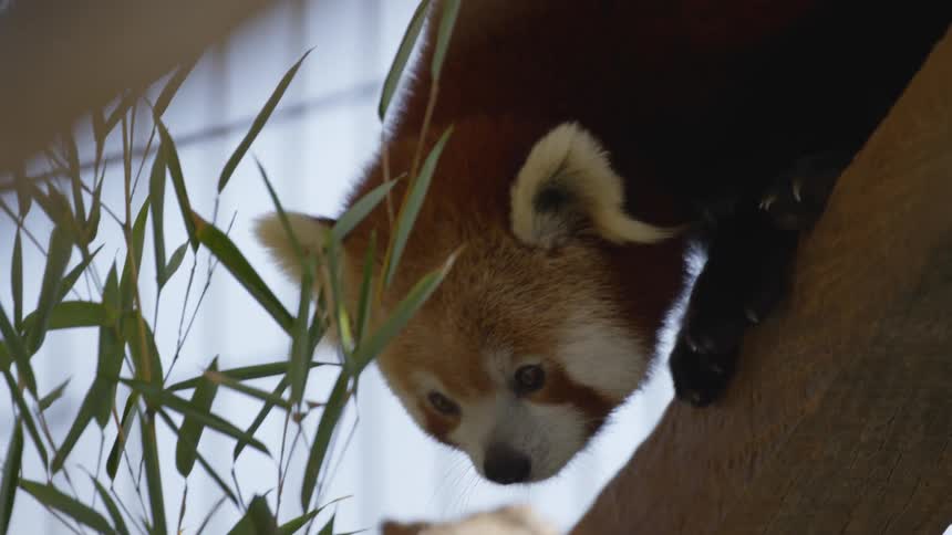 Red Panda Walking