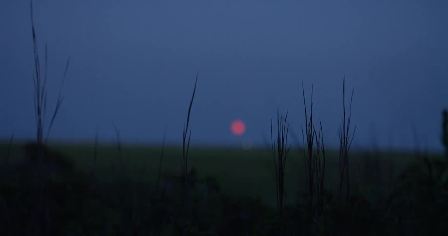 Grass moves in breeze in front of red moon at night