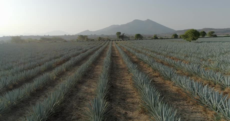A field of agave blows in a gentle breeze