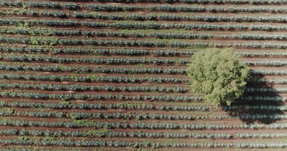 Rows of plants in a field of agave