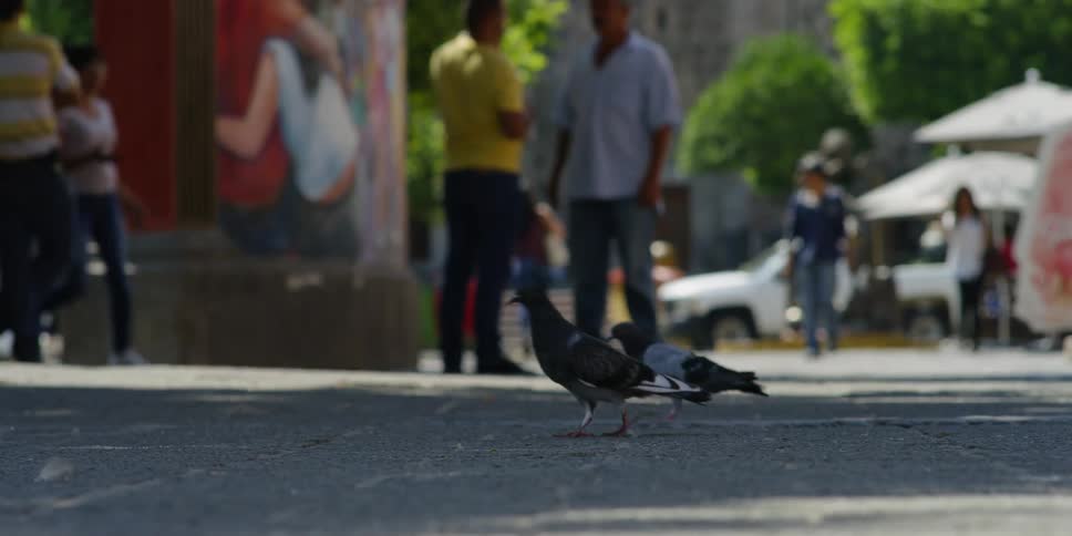 Birds eat off pavement in the shade