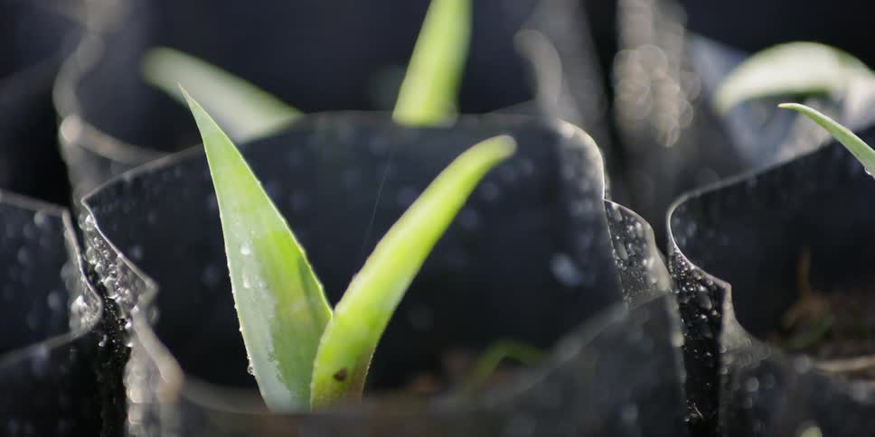 An agave sprout sits in the sunlight