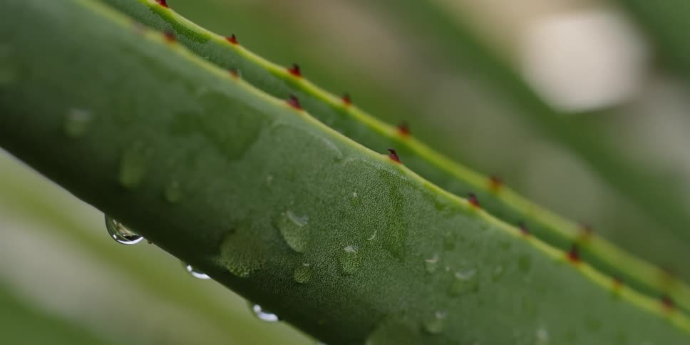 Water droplets on an agave leaf