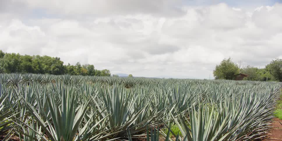 A field of agave on a cloudy day