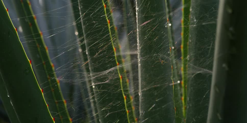 Spider web spun between agave leafs