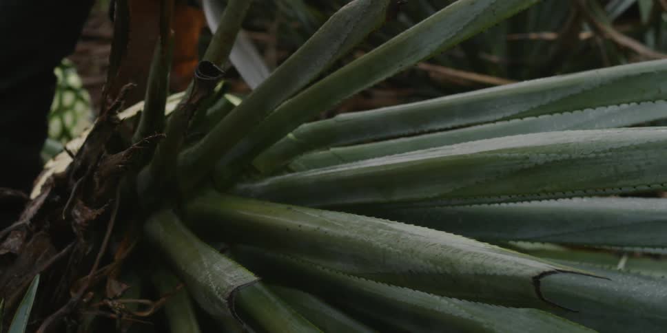 Person cuts stems from an agave plant