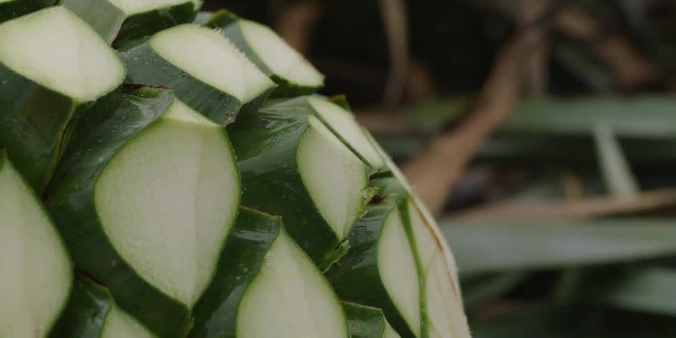 A cut agave plant rests in a rainy field