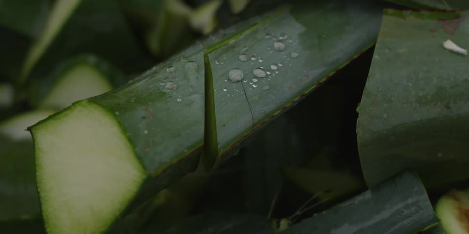 A cut agave plant rests in a field
