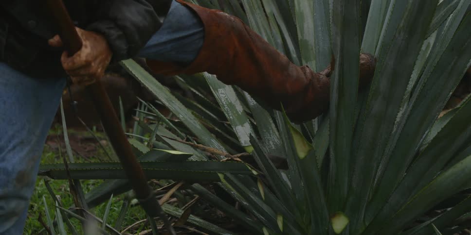 Person chops an agave plant in the rain
