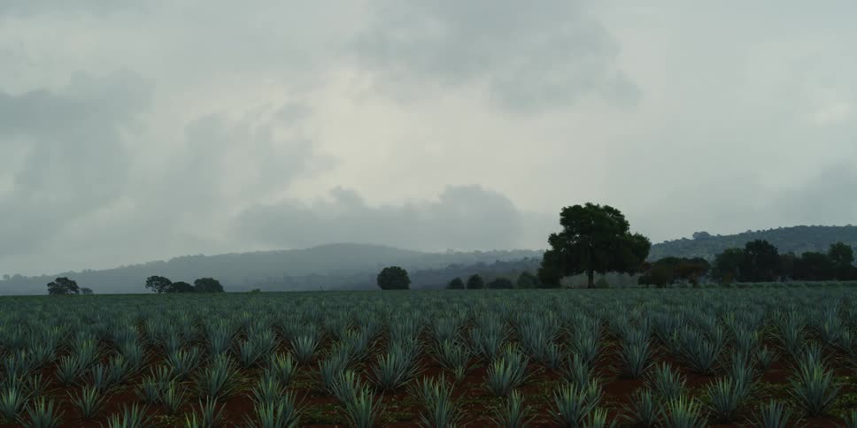Agave field on a cloudy day