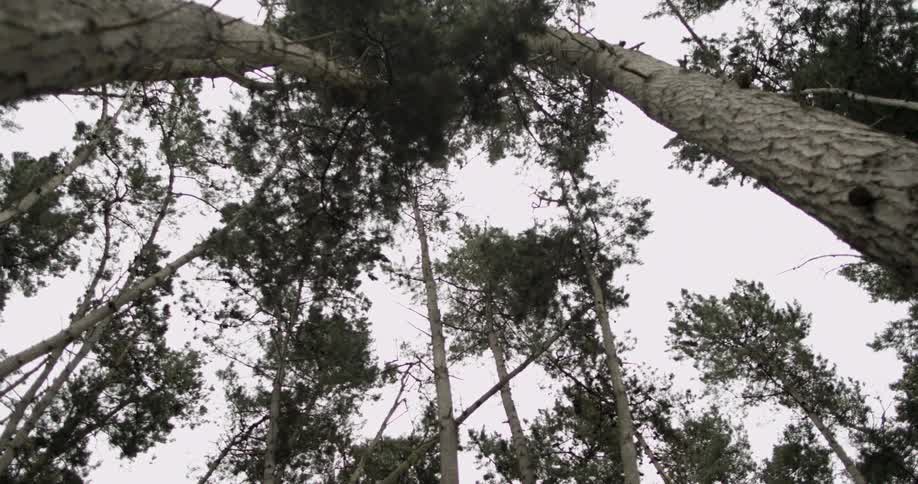 Tree tops seen from below
