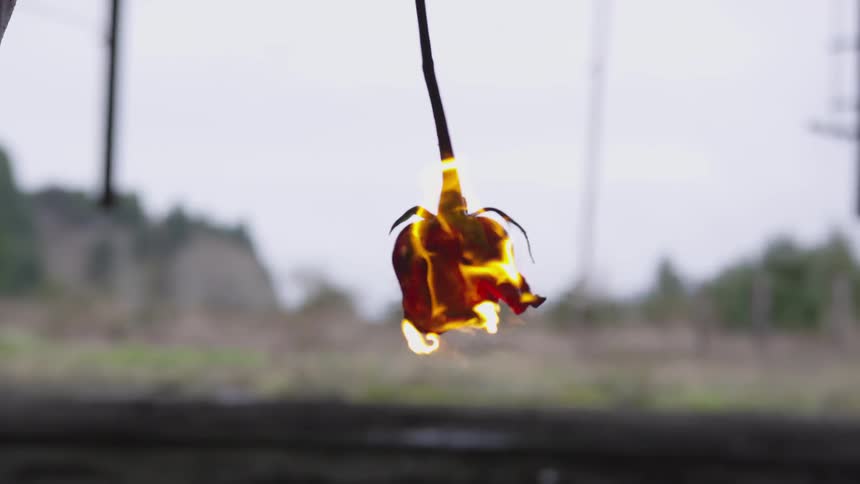 A red rose is on fire
