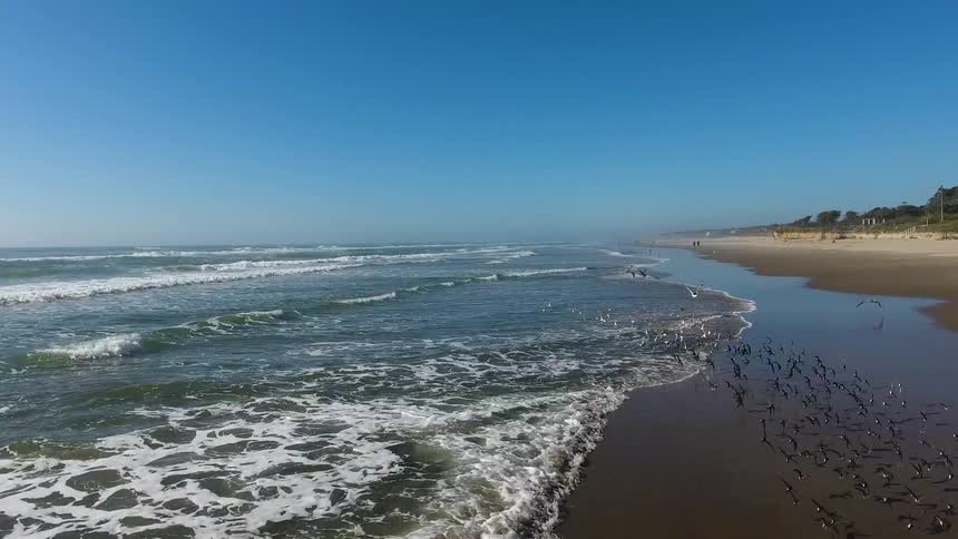 Birds fly near the shore of a beach