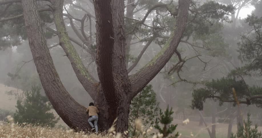 A boy struggles to climb a huge tree in a field