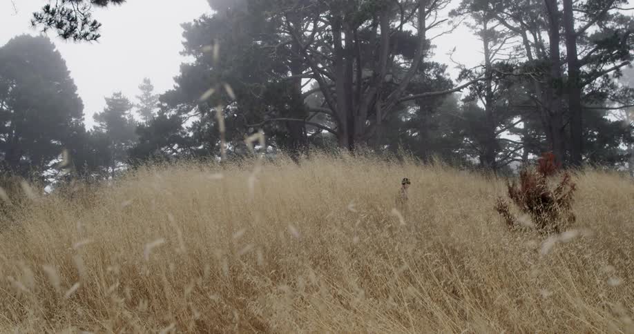 A child walks through a field of tall wheat stalks