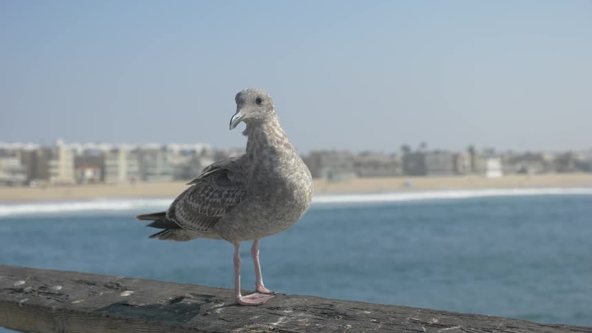 La Beach Day